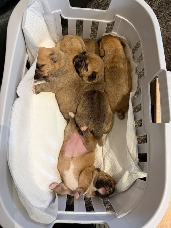 Shih Tzu puppies for sale in Newtownards, County Down โ 1 week old