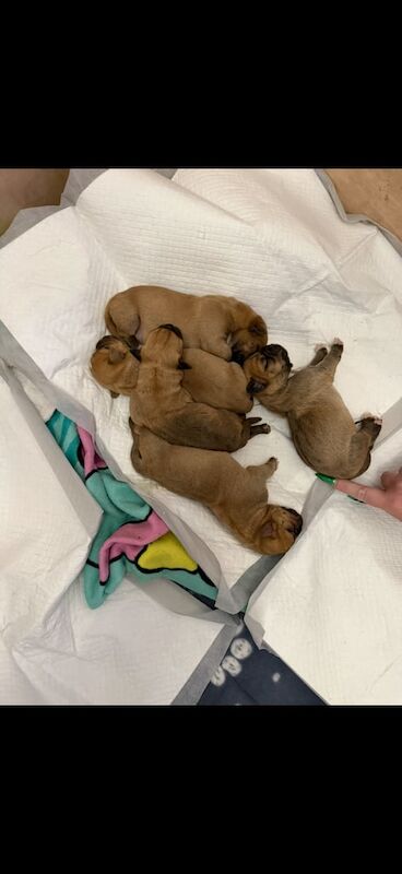 Shih Tzu puppies for sale in Newtownards, County Down – 8 weeks old - Image 2 of 3