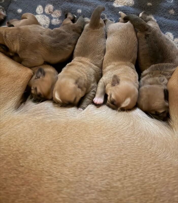 Shih Tzu puppies for sale in Newtownards, County Down – 8 weeks old - Image 3 of 3