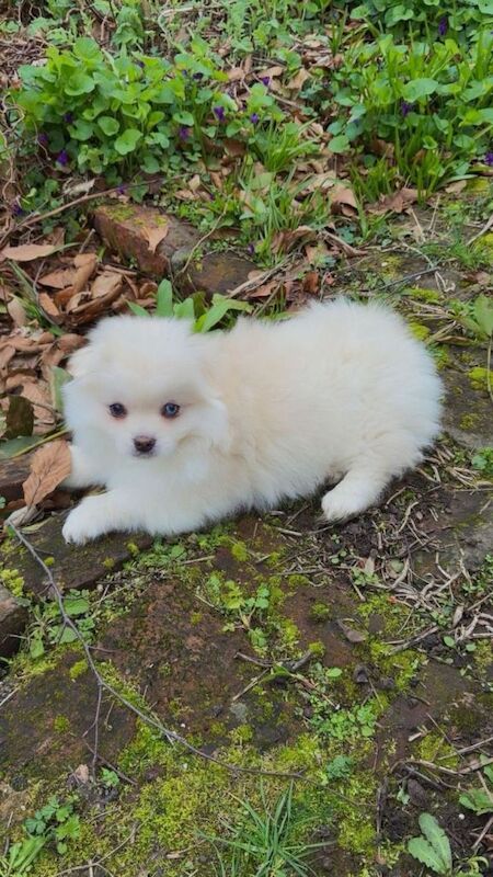 Cute Shihzu and paparonian for sale