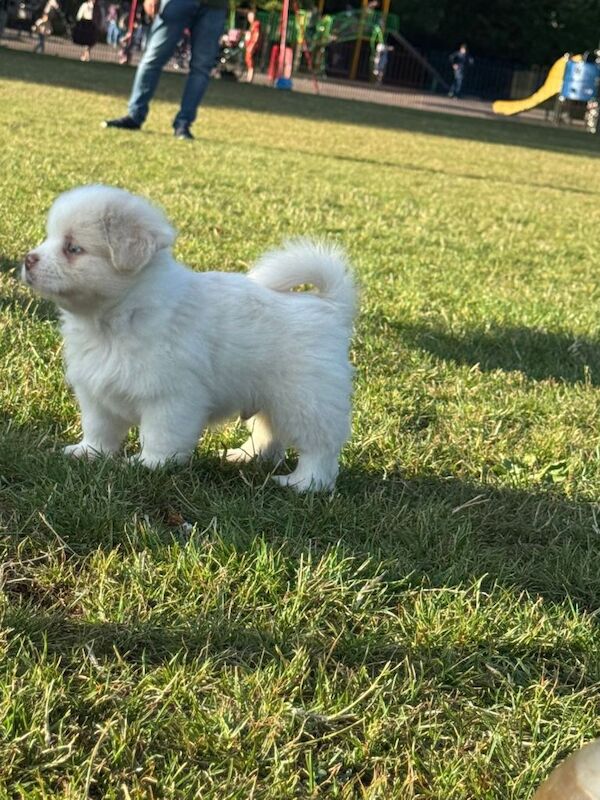 Cute Shihzu and paparonian for sale - Image 2 of 5