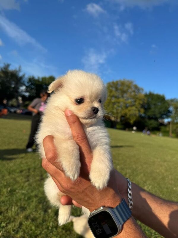 Cute Shihzu and paparonian for sale - Image 3 of 5