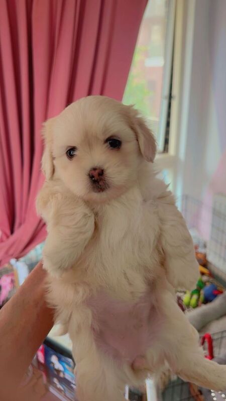 Cute Shihzu and paparonian for sale - Image 4 of 5