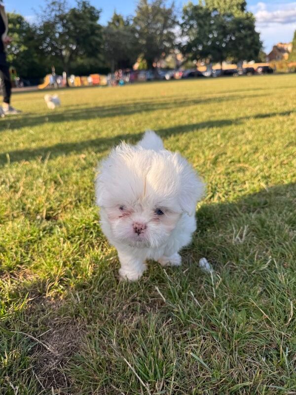 Cute Shihzu and paparonian for sale - Image 5 of 5