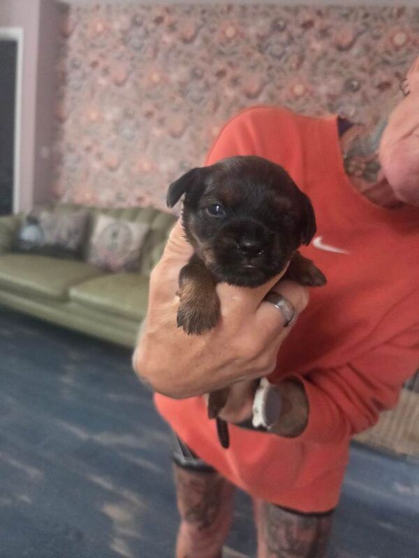 Dacshund shitzue pups shweenies