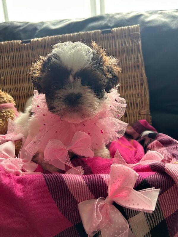 Shih Tzu Puppies For Sale