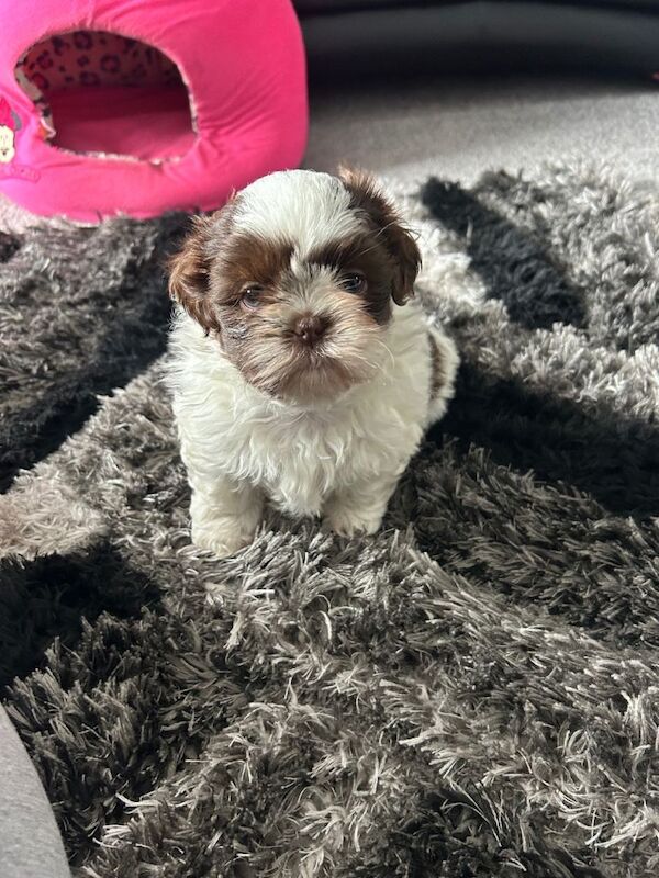 Delightful Imperial Shihtzu - Image 2 of 3