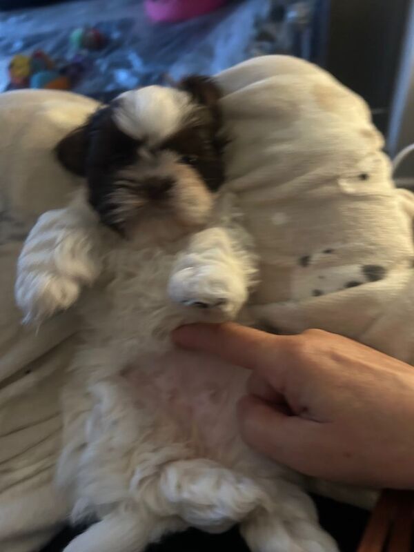 Delightful Imperial Shihtzu - Image 3 of 3