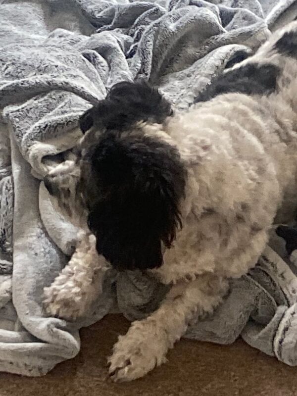 Shih Tzu puppies for sale in Carlton in Lindrick, Nottinghamshire – 13 years old