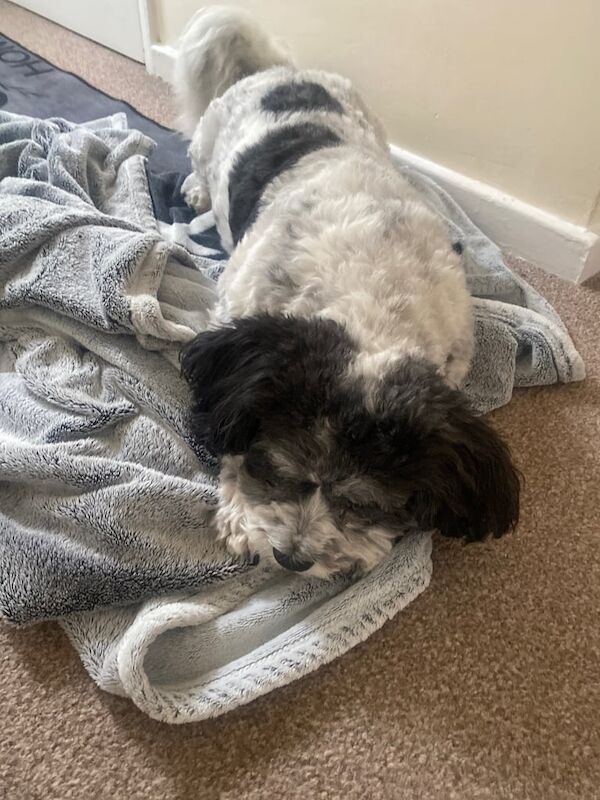 Shih Tzu puppies for sale in Carlton in Lindrick, Nottinghamshire – 13 years old - Image 2 of 3