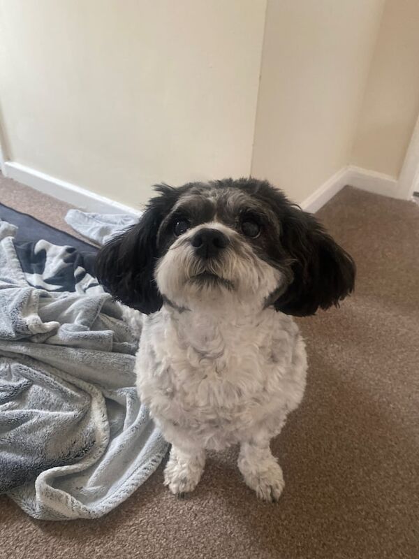 Shih Tzu puppies for sale in Carlton in Lindrick, Nottinghamshire – 13 years old - Image 3 of 3