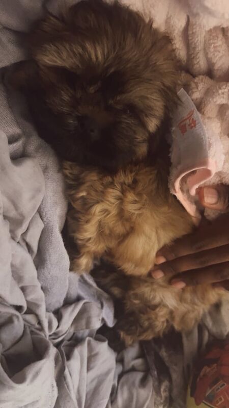 Shih Tzu puppies for sale in Moston, Greater Manchester β 3 months old