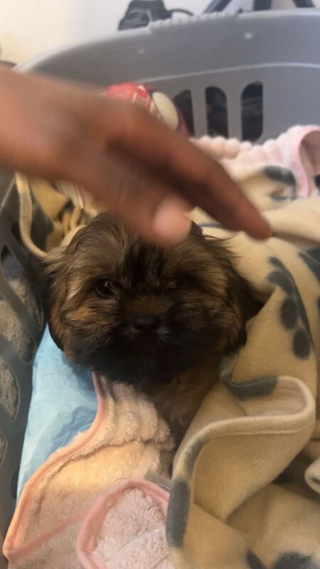 Shih Tzu puppies for sale in Moston, Greater Manchester – 3 months old - Image 3 of 3