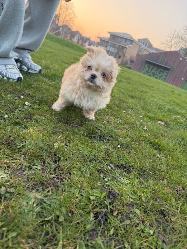 Dogs