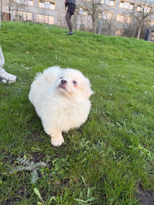 Dogs - Image 2 of 4