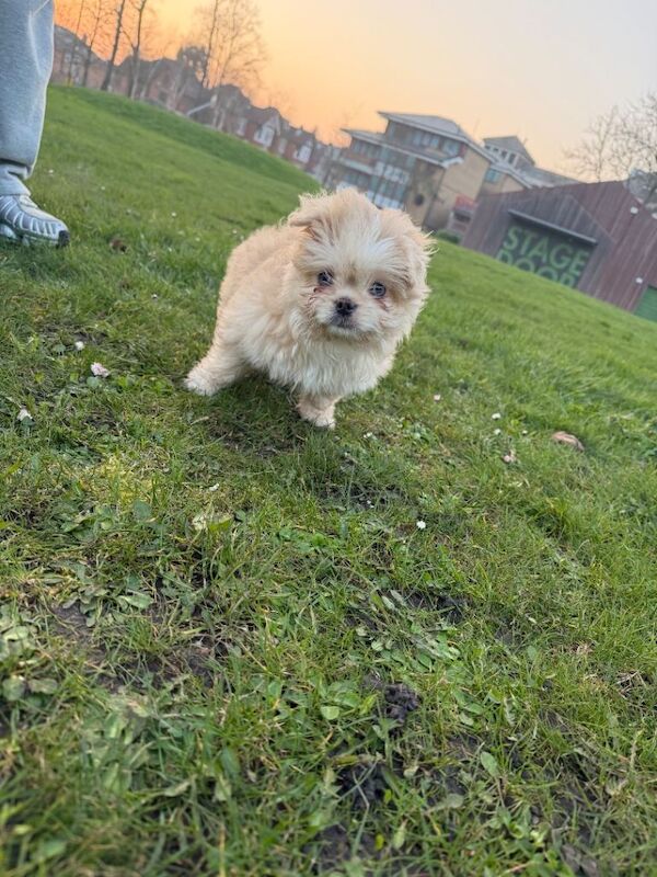 Dogs - Image 3 of 4