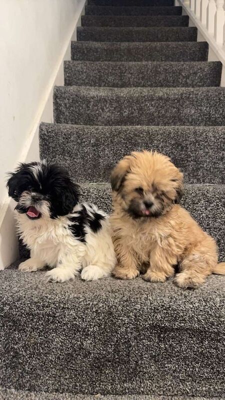 Dogs for sale in Chatham, Kent