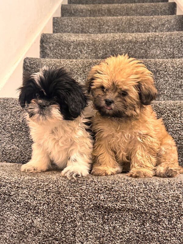 Dogs for sale in Chatham, Kent - Image 2