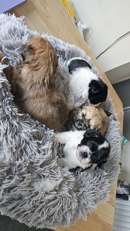 Dogs for sale in Chatham, Kent - Image 3