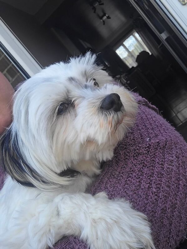 Shih Tzu puppies for sale in Tadley, Hampshire – 1 year old