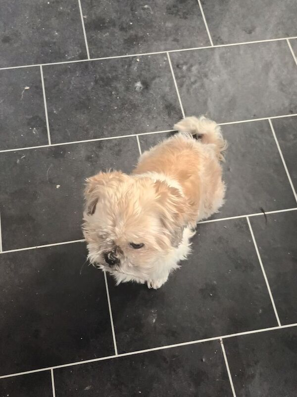 Shih Tzu puppies for sale in Bransholme, East Riding of Yorkshire – 5 years old