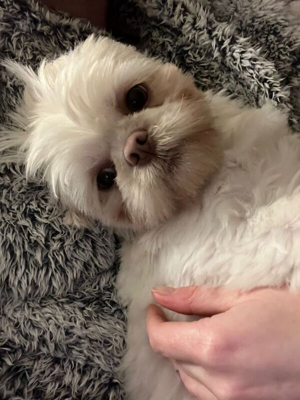 Shih Tzu puppies for sale in Bedlington, Northumberland – 2 years old