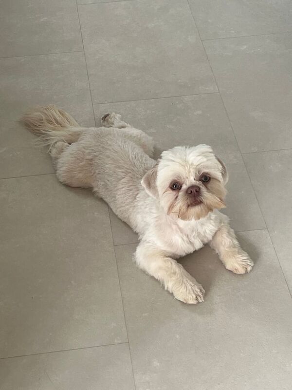 Shih Tzu puppies for sale in Bedlington, Northumberland – 2 years old - Image 2 of 3
