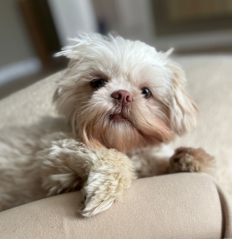 Shih Tzu puppies for sale in Bedlington, Northumberland – 2 years old - Image 3 of 3