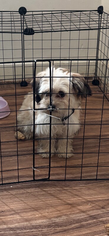 Female puppy – needs home ASAP