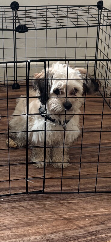Female puppy – needs home ASAP - Image 2 of 3