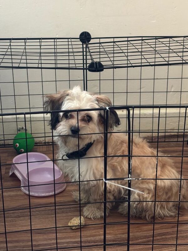 Female puppy – needs home ASAP - Image 3 of 3
