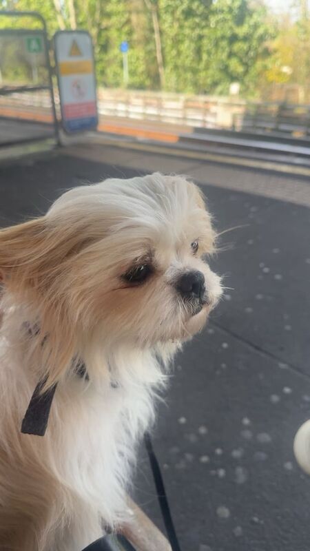 Female Shih Tzu for sale in Golders Green, Greater London