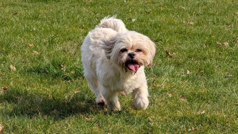 Female Shih tzu