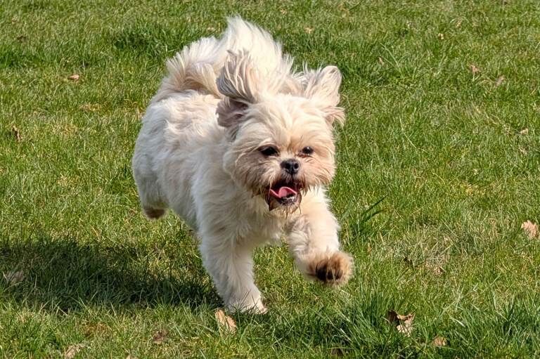 Female Shih tzu - Image 2 of 2