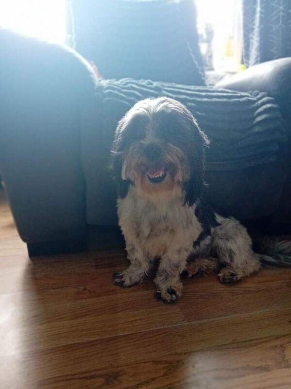 Female Shih Tzu