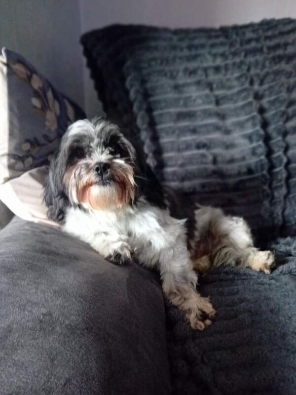 Female Shih Tzu - Image 2 of 6