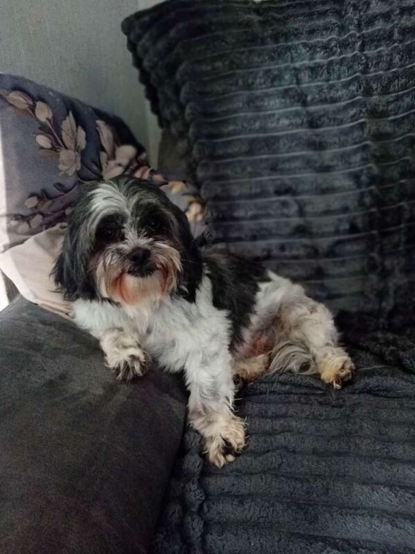 Female Shih Tzu - Image 3 of 6