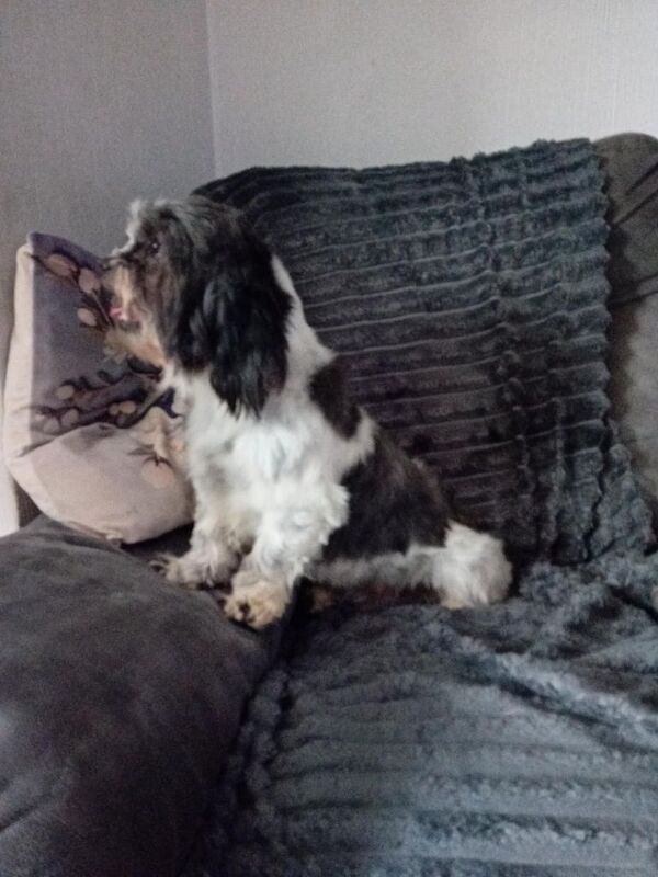 Female Shih Tzu - Image 4 of 6