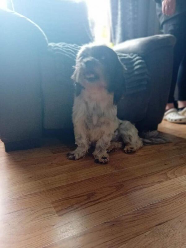 Female Shih Tzu - Image 5 of 6