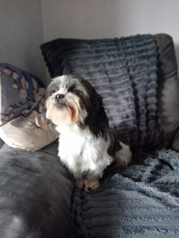 Female Shih Tzu - Image 6 of 6