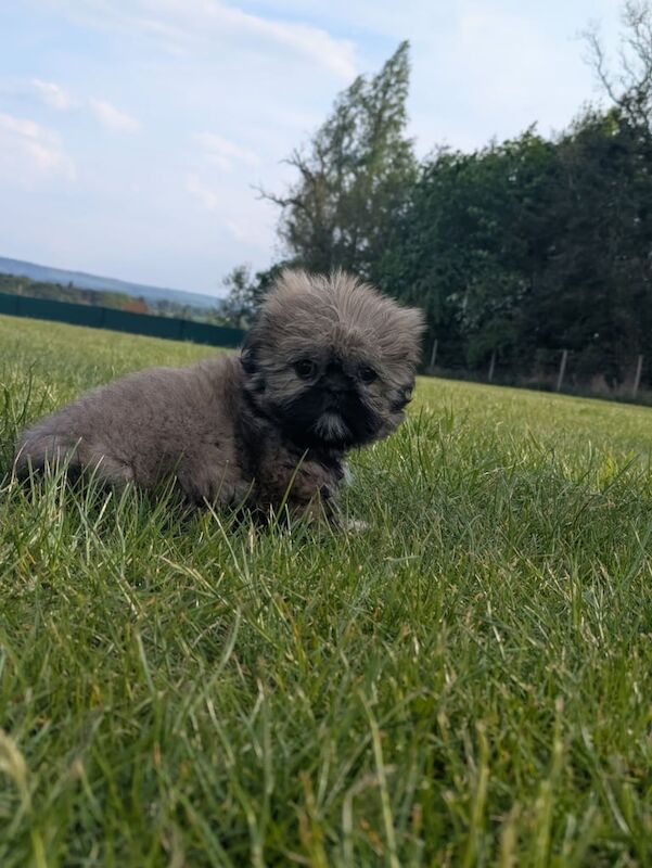 Female Shih Tzu puppy for sale in Birchwood Centre, Cheshire