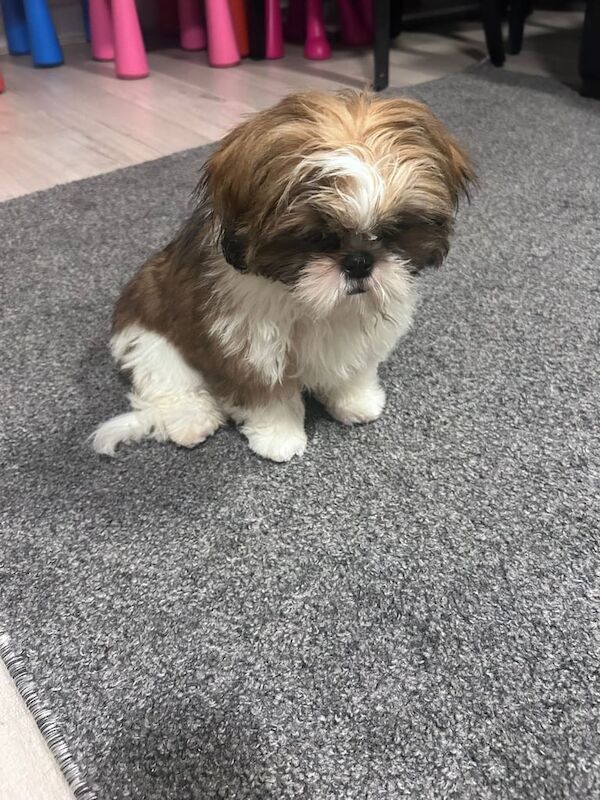 Five month old shih tzu - Image 2 of 2