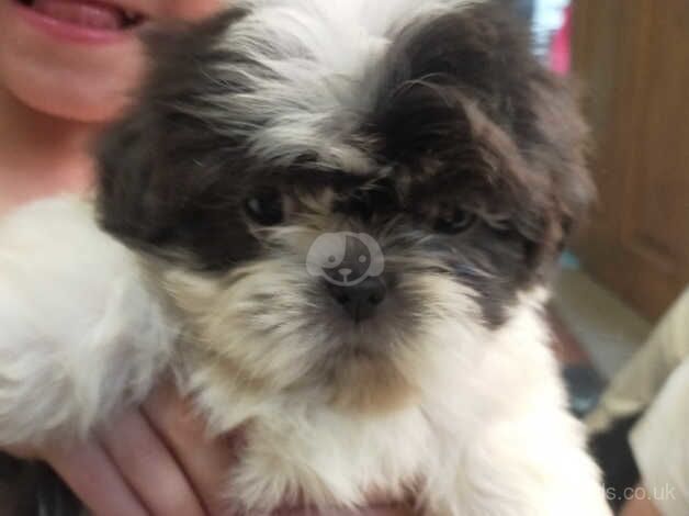 Fluffy Shih Tzu puppies ready to leave - Image 2 of 5