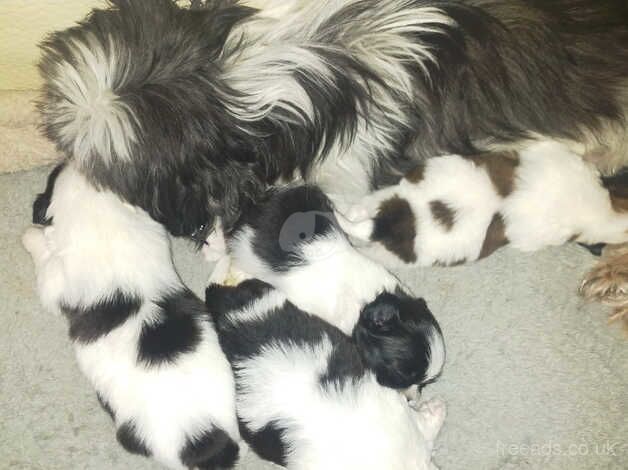 Fluffy Shih Tzu puppies ready to leave - Image 3 of 5