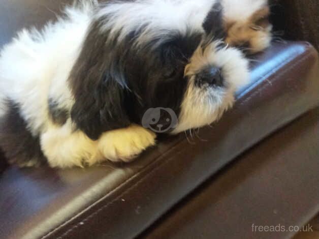 Fluffy Shih Tzu puppies ready to leave - Image 4 of 5