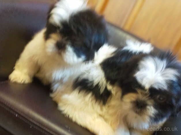 Fluffy Shih Tzu puppies ready to leave - Image 5 of 5