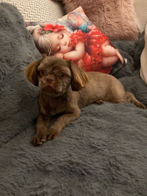 Shih Tzu puppies for sale in Bramley, West Yorkshire – 7 months old