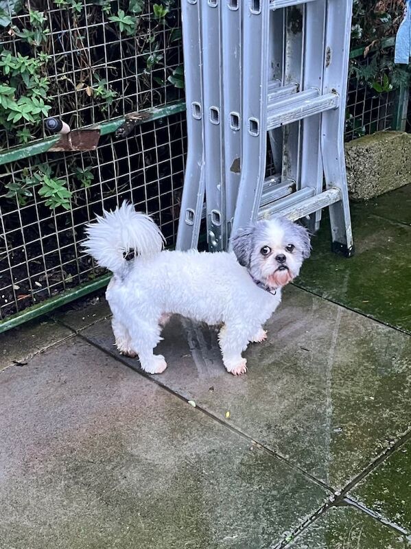 Shih Tzu puppies for sale in Newry, County Armagh – 4 years old