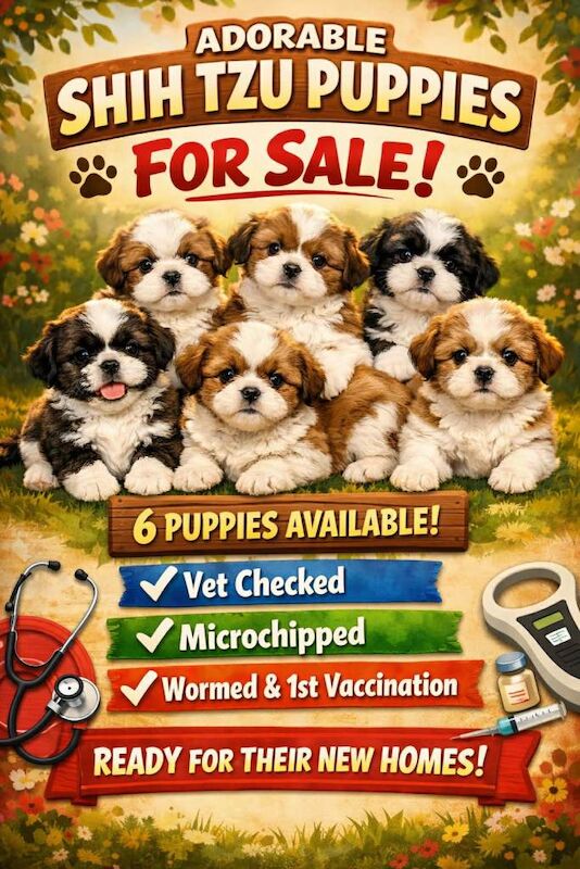 Shih Tzu puppies for sale in Newry, County Down – 8 weeks old