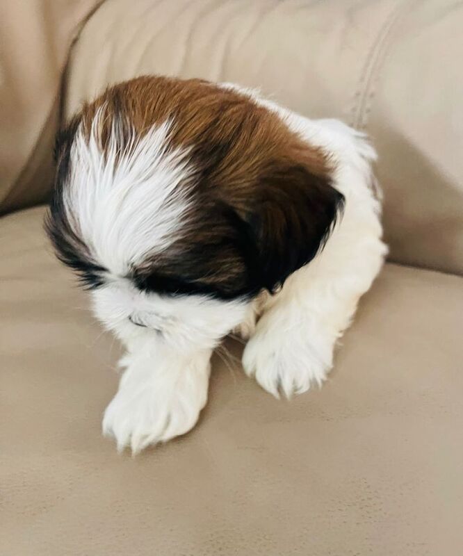 Shih Tzu Puppies For Sale